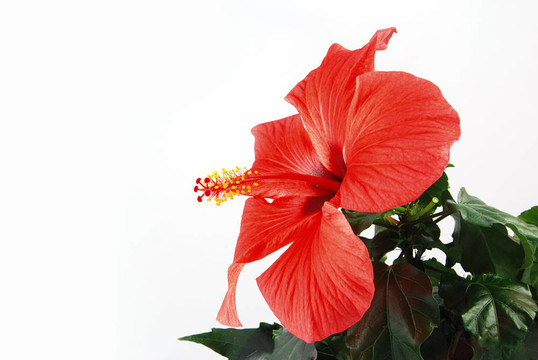 紅芙蓉
