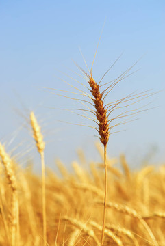 成熟的冬小麦