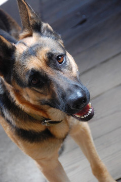 德國(guó)牧羊犬