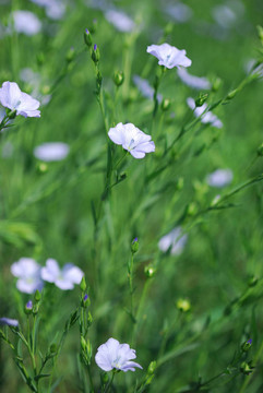 亞麻作物開(kāi)花