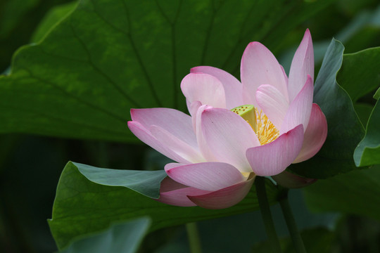 荷花