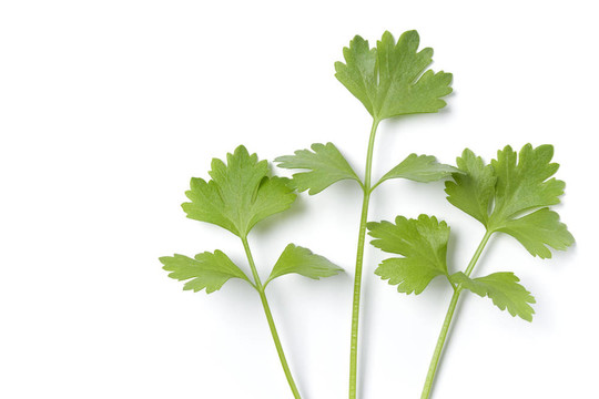 Apium Graveolens；secalinum；房間的文字在白色背景的芹菜