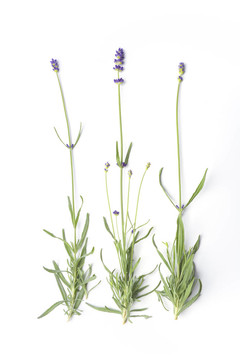Flowering Lavandula Angustifolia；薰衣草；白色背景