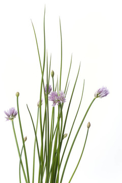 在白色背景上的紫色的花，韭菜