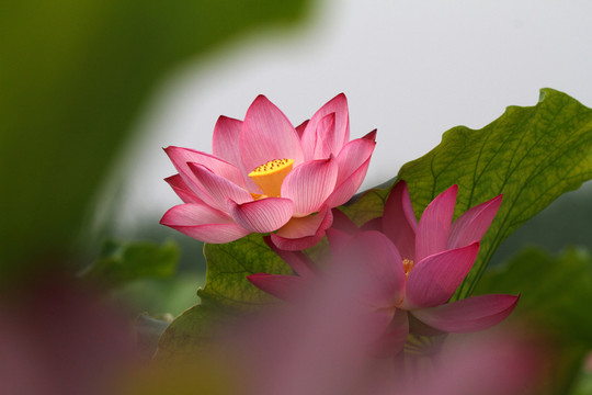 荷花