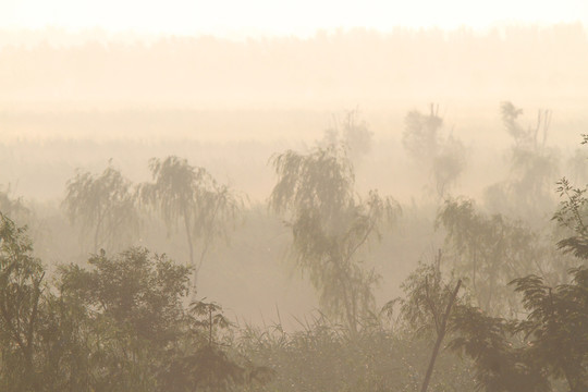 晨霧 濕地霧景