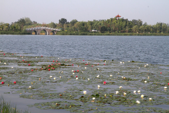 馬踏湖濕地公園