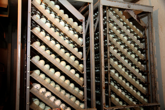 孵化機(jī)