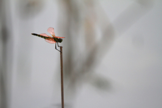 蜻蜓