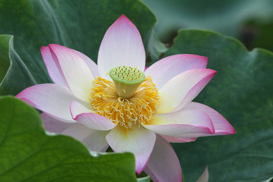 荷花