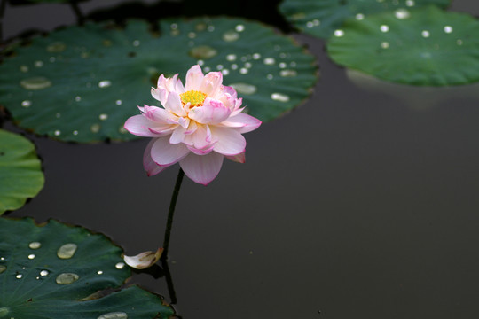 荷花