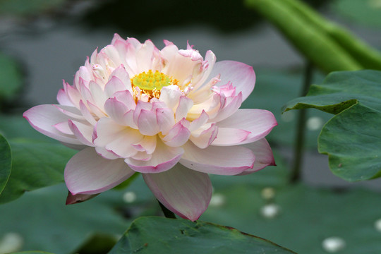 觀賞荷花