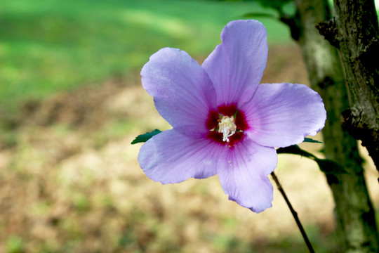 木槿花