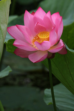 紅蓮花