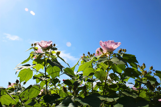 木芙蓉