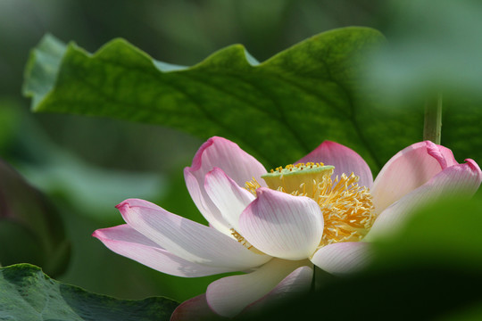 蓮花