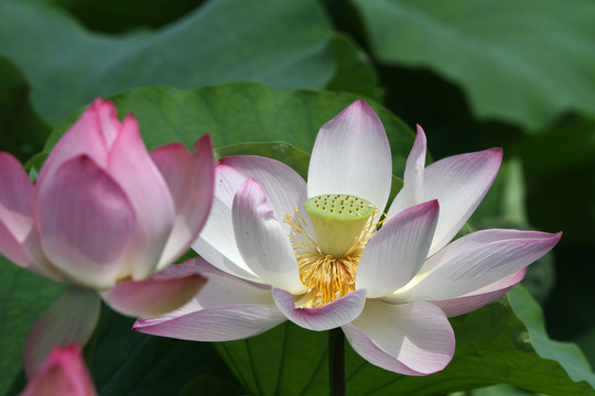 荷花