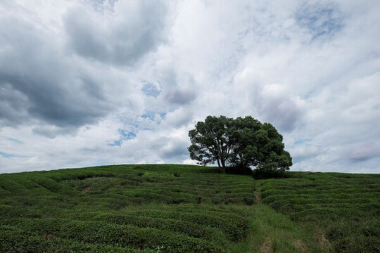 徑山茶園