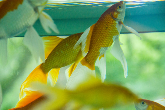 金魚(yú)
