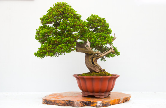 盆景藝術(shù) 龍飛鳳舞