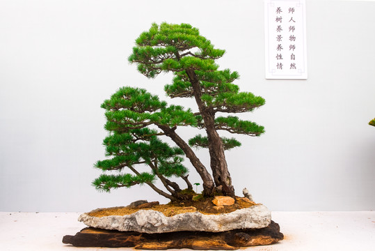 盆景藝術 熙春風