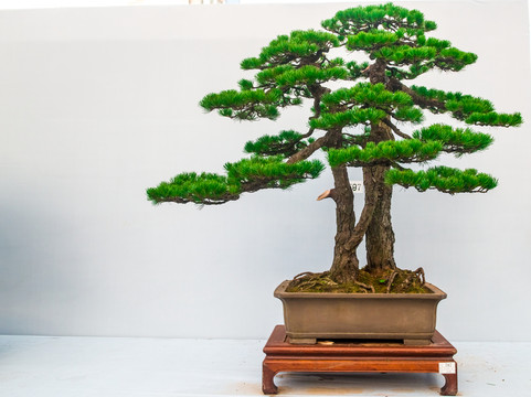 盆景藝術(shù) 憶松年