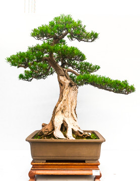 盆景藝術(shù) 歷盡滄桑