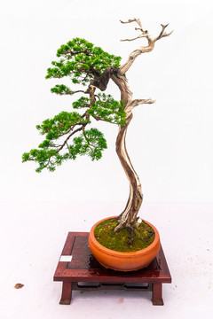 盆景藝術(shù) 鳳舞