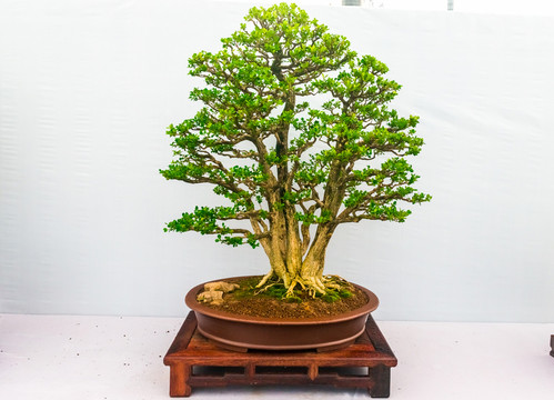 盆景藝術(shù) 共沐春風(fēng)