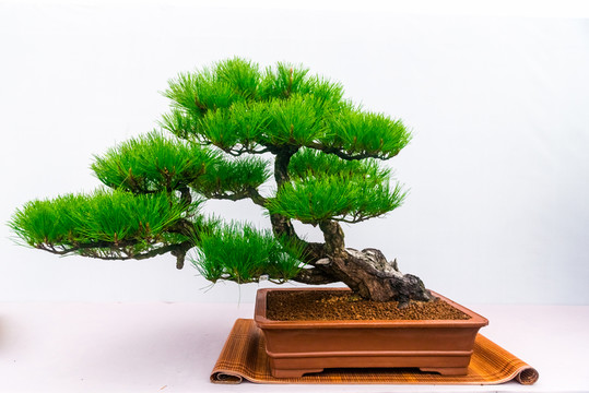 盆景藝術