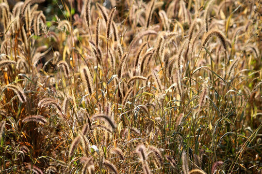 秋天的田野 秋草 草 田園風(fēng)光