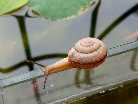 小蝸牛