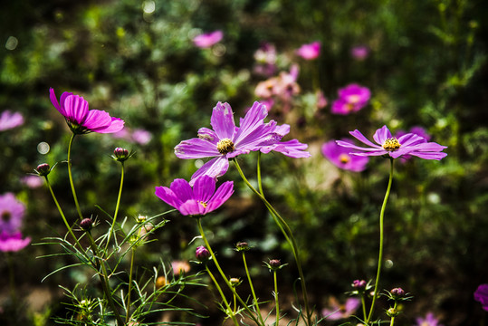 小花草花