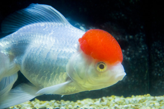 獅子頭金魚