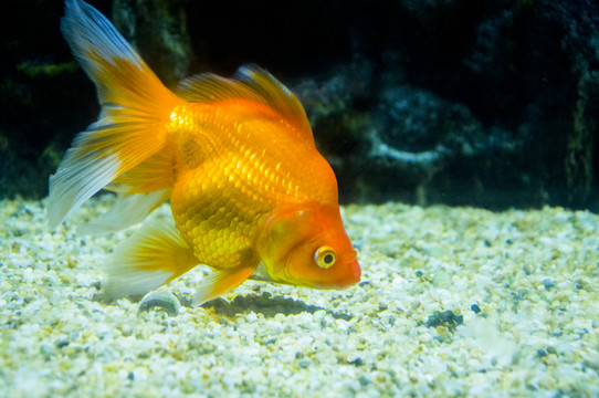 高清金魚攝影