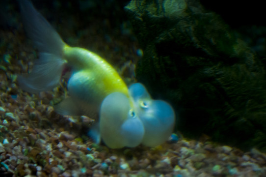 金魚攝影圖