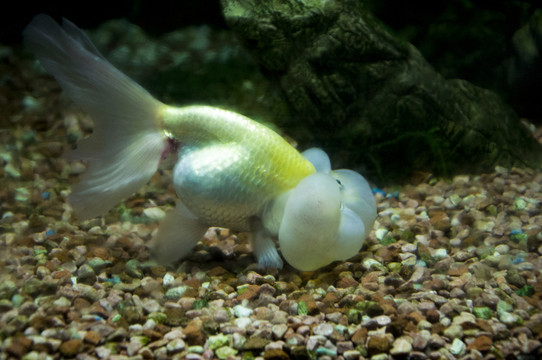 小金魚(yú)圖片