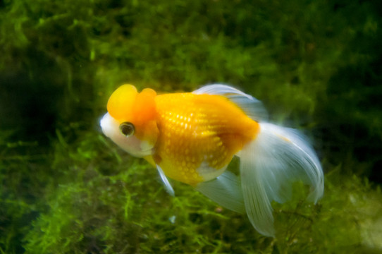 金魚