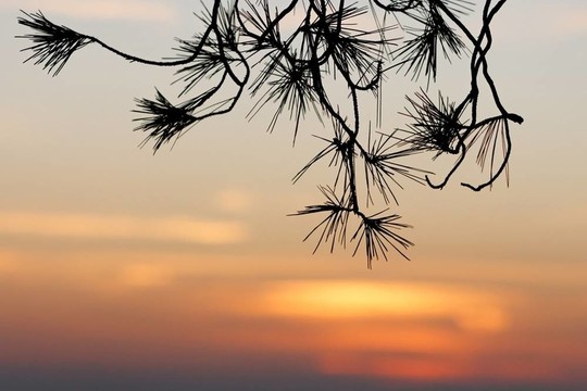 Pinetree分支的剪影在日落背景