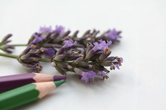 薰衣草