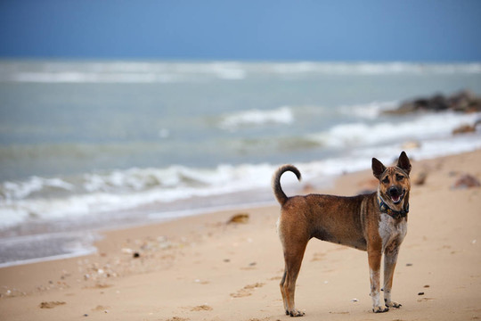 在海滩上的狗