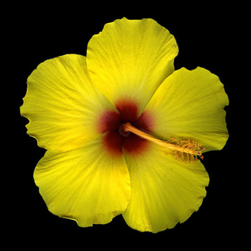 木槿花