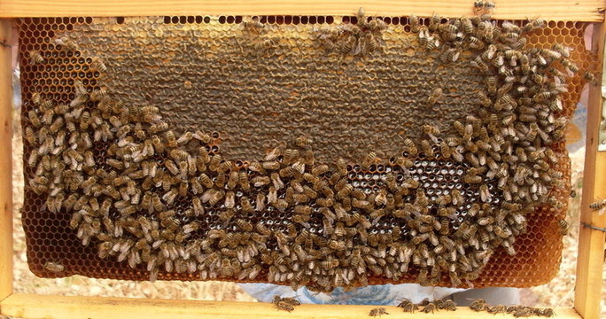 API rodopica