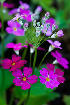 小春花特寫