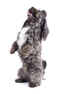 哈威那犬站在他的后腿，孤立在白色背景