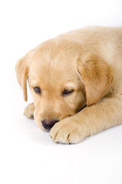 一只拉布拉多犬的小狗坐在白色背景的特寫