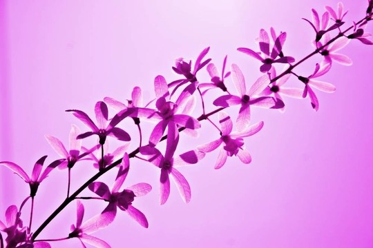 紫色的花