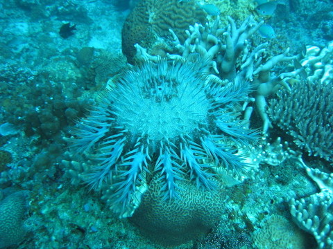 刺冠海星