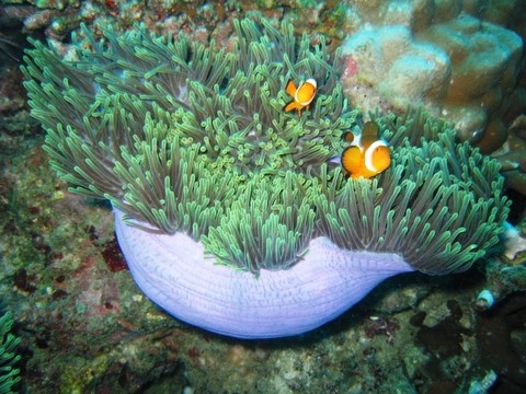 小丑魚保護(hù)?？须[藏。