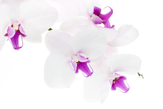 白蘭花